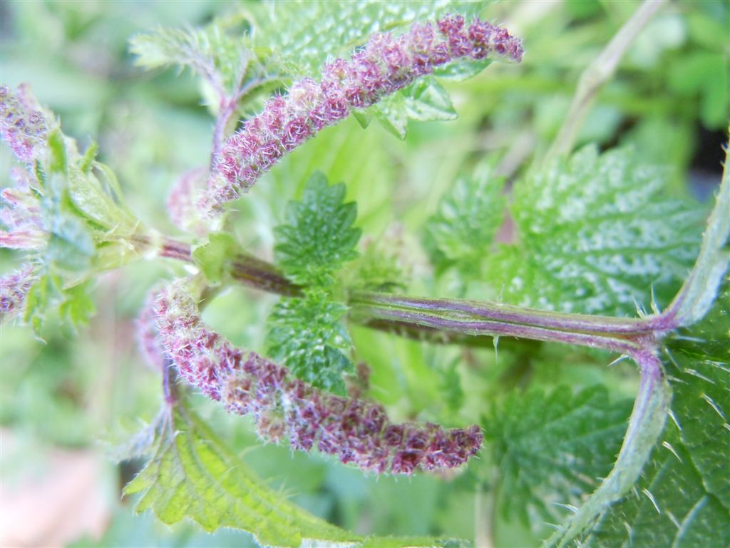 Ortica da determinare - Urtica membranacea